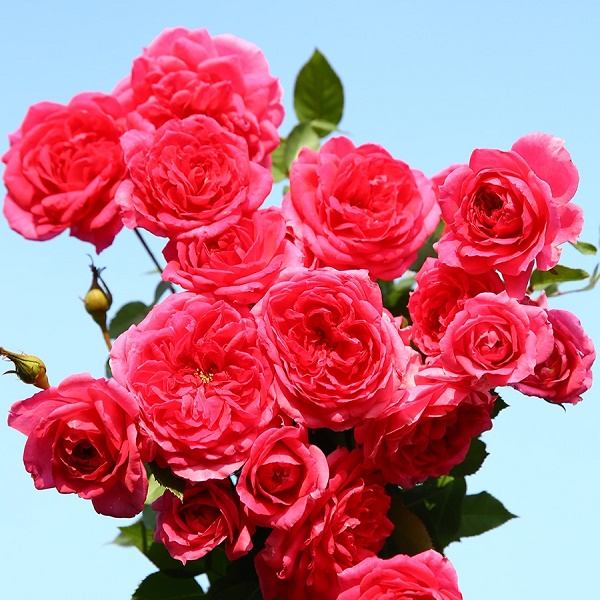 【大游】藤本月季当年开花月季花苗庭院植物紫色栽培春季夏季