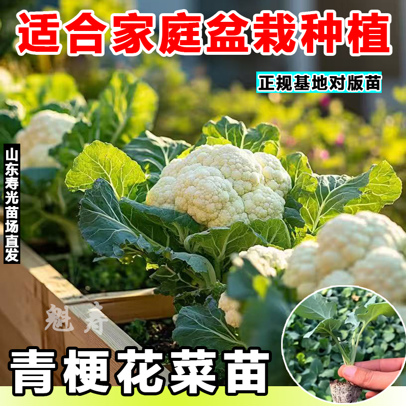 寿光精选花菜种苗花菜秧苗新鲜花椰菜绿色四季阳台庭院种植带土发