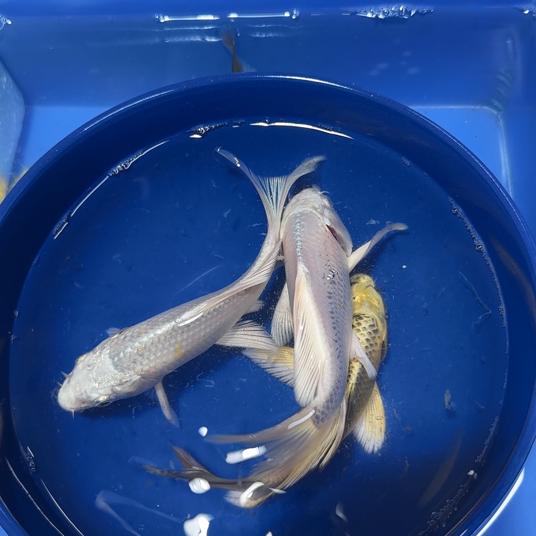 蝴蝶鲤鱼两白一金