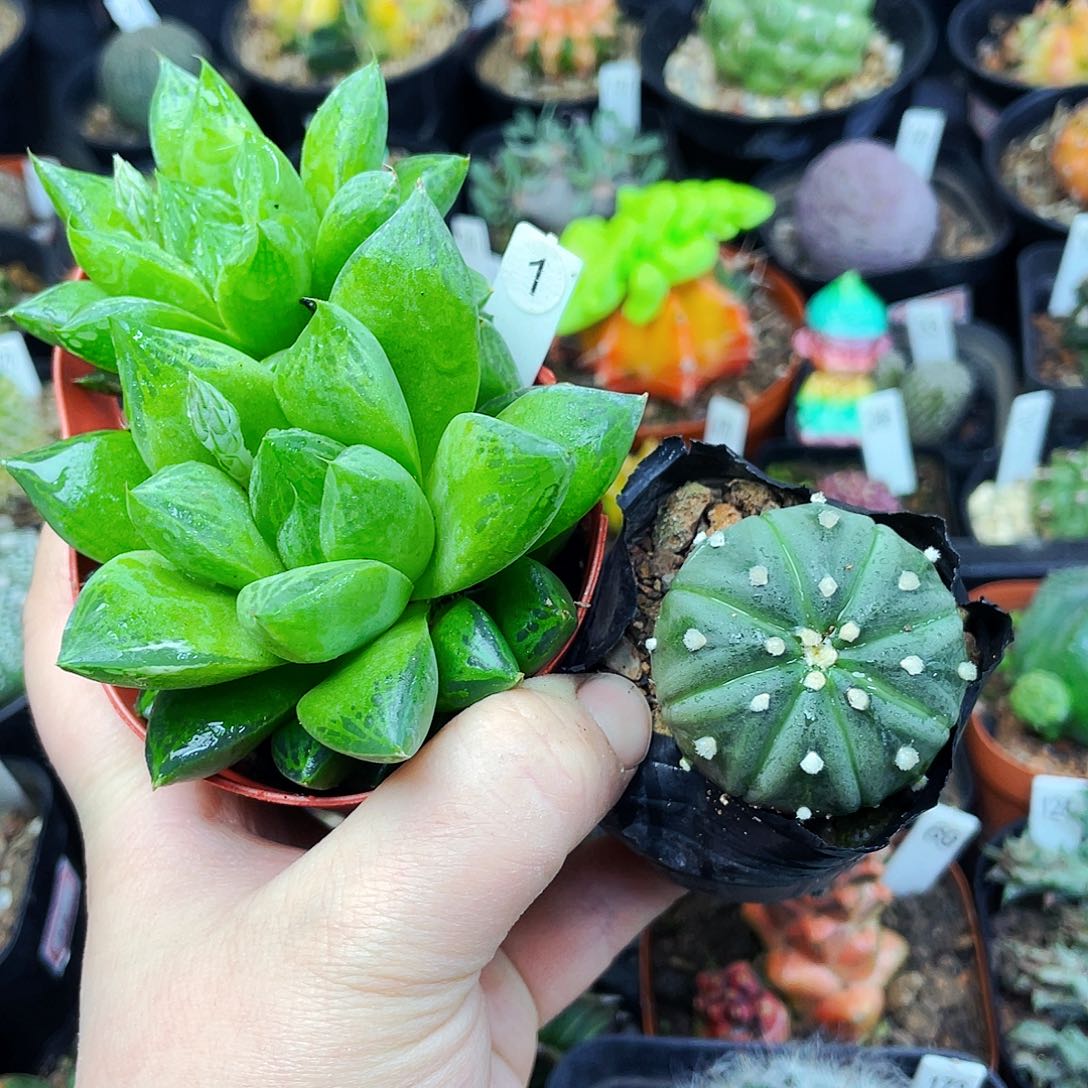 非偏远地区满25包邮仙人球