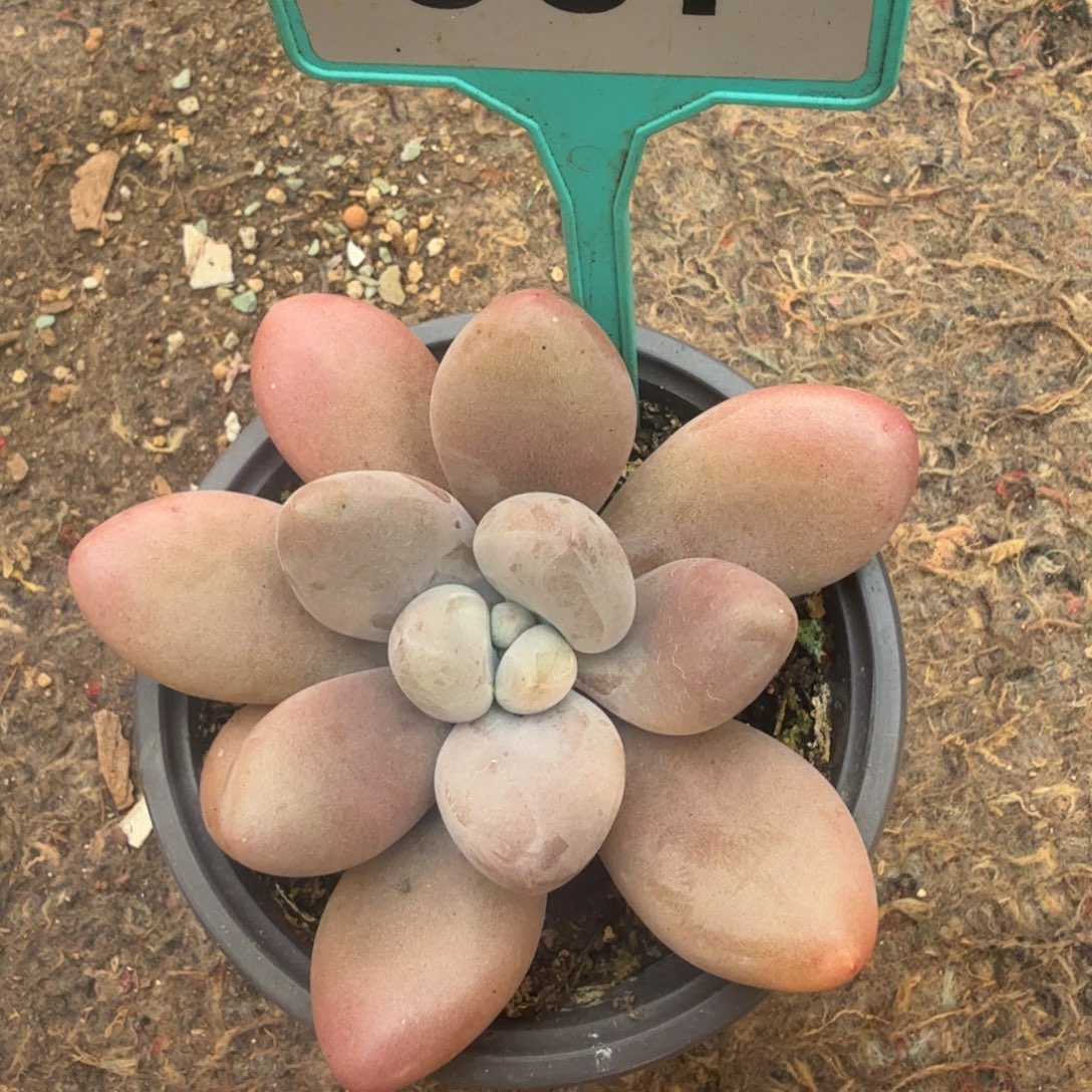 多肉植物原始虞美人367