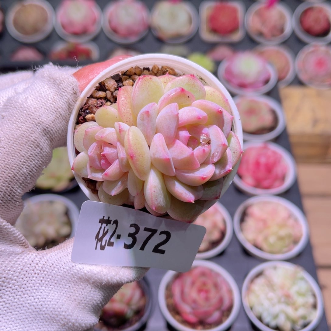 花02-372新女王带仔