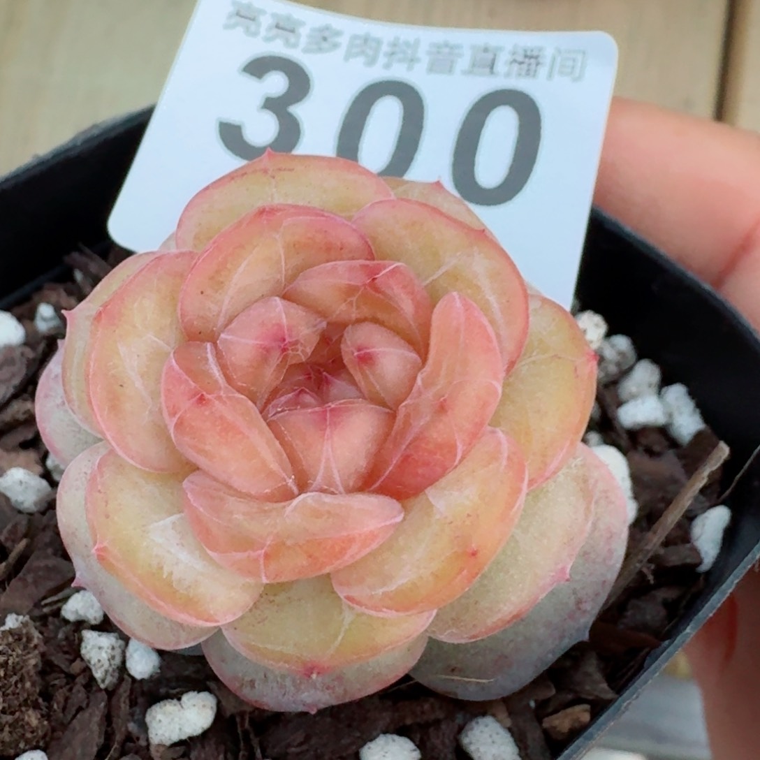 软糖珍妮         精品多肉