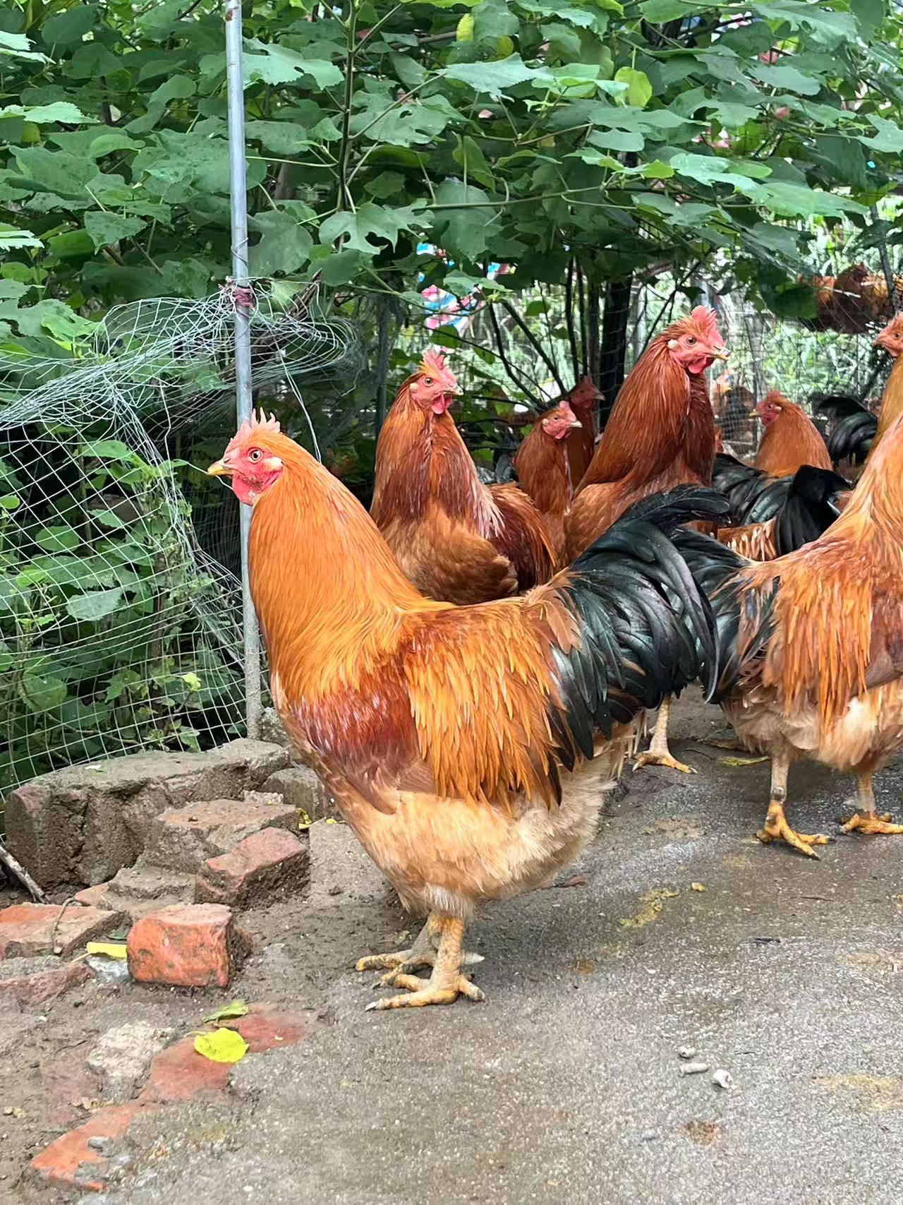 清远阳山大扇鸡250天以上山地散养现杀现发顺丰冷链运输