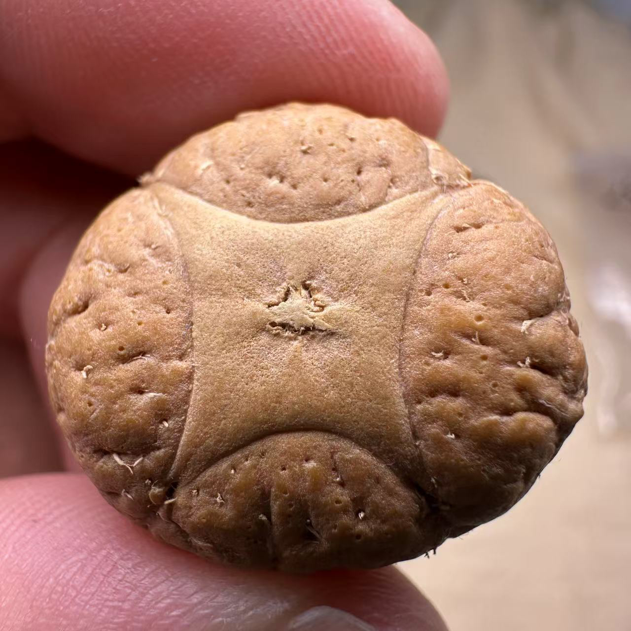 尼泊尔麒麟眼菩提，尺寸25，厚度17，s系列