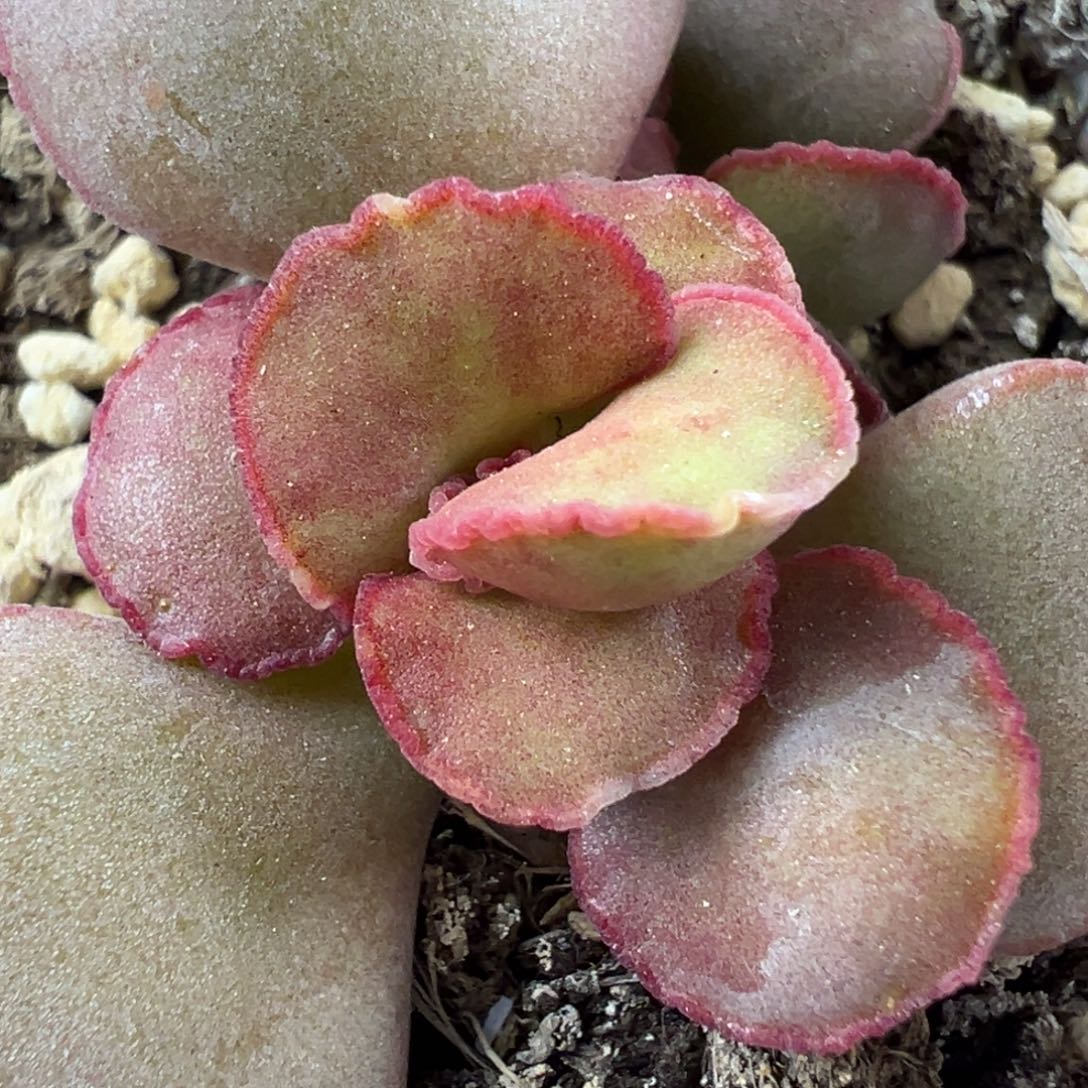 德系大蕾丝红蛋水泡多肉植物