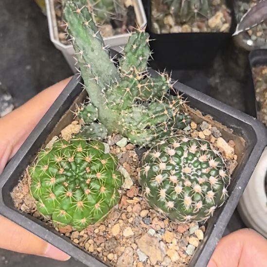 美花角自根直径3+青王直径4+炫美玉直径4不带盆土