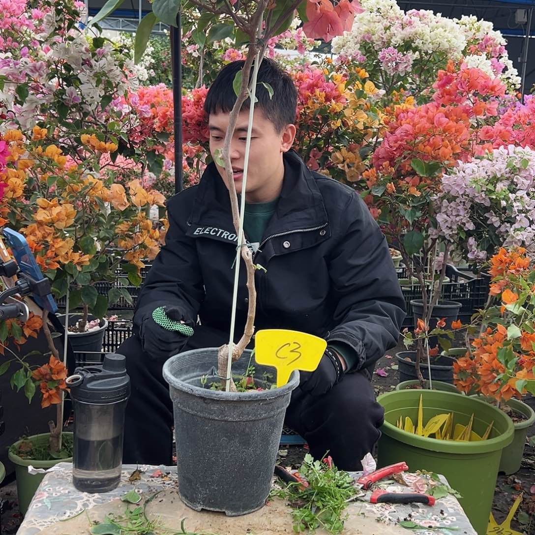 用***1大部分花苞少量开放C3波妹