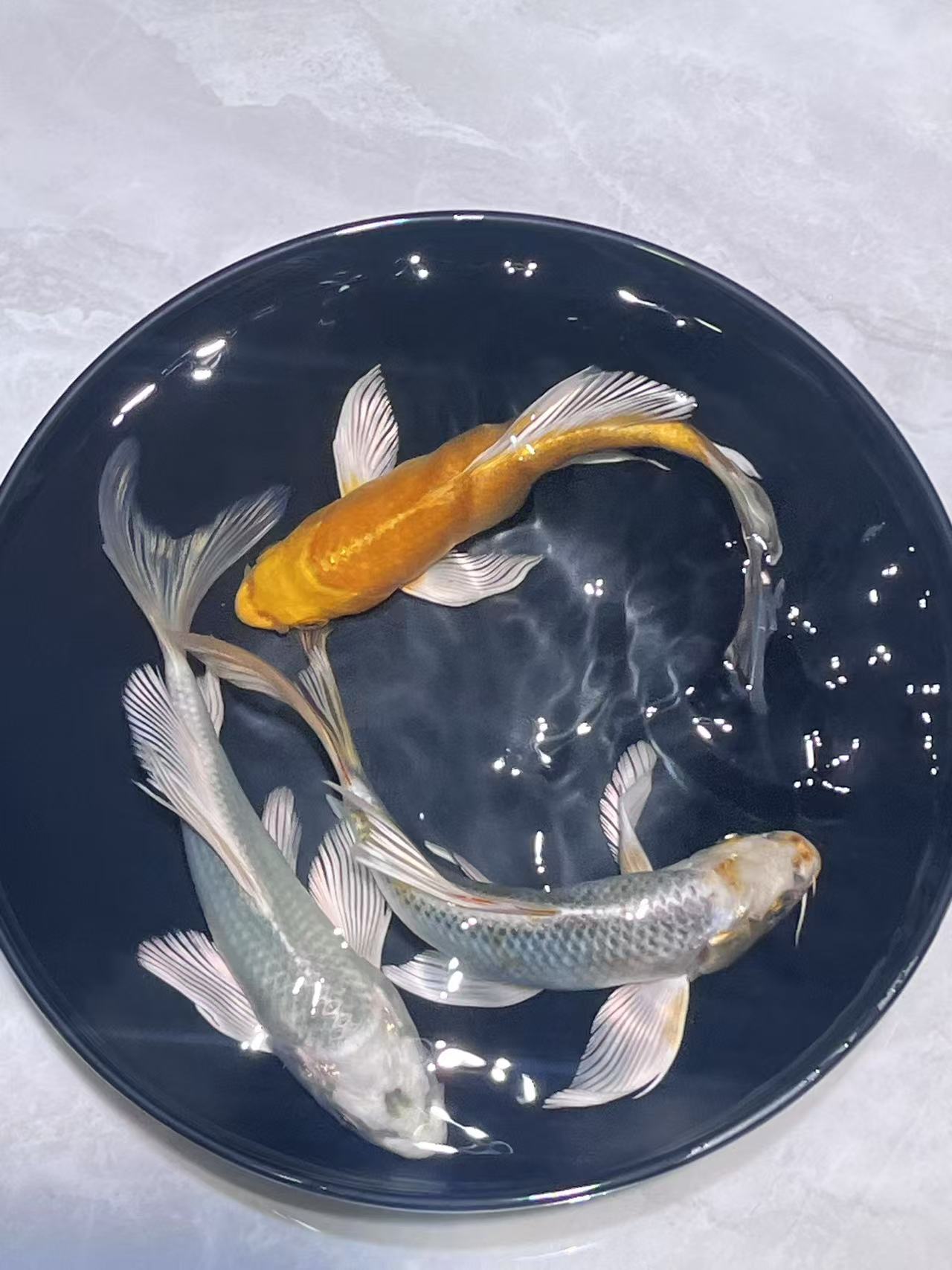 1-100号德系玛雅蝴蝶鲤锦鲤金鱼宠物观赏鱼