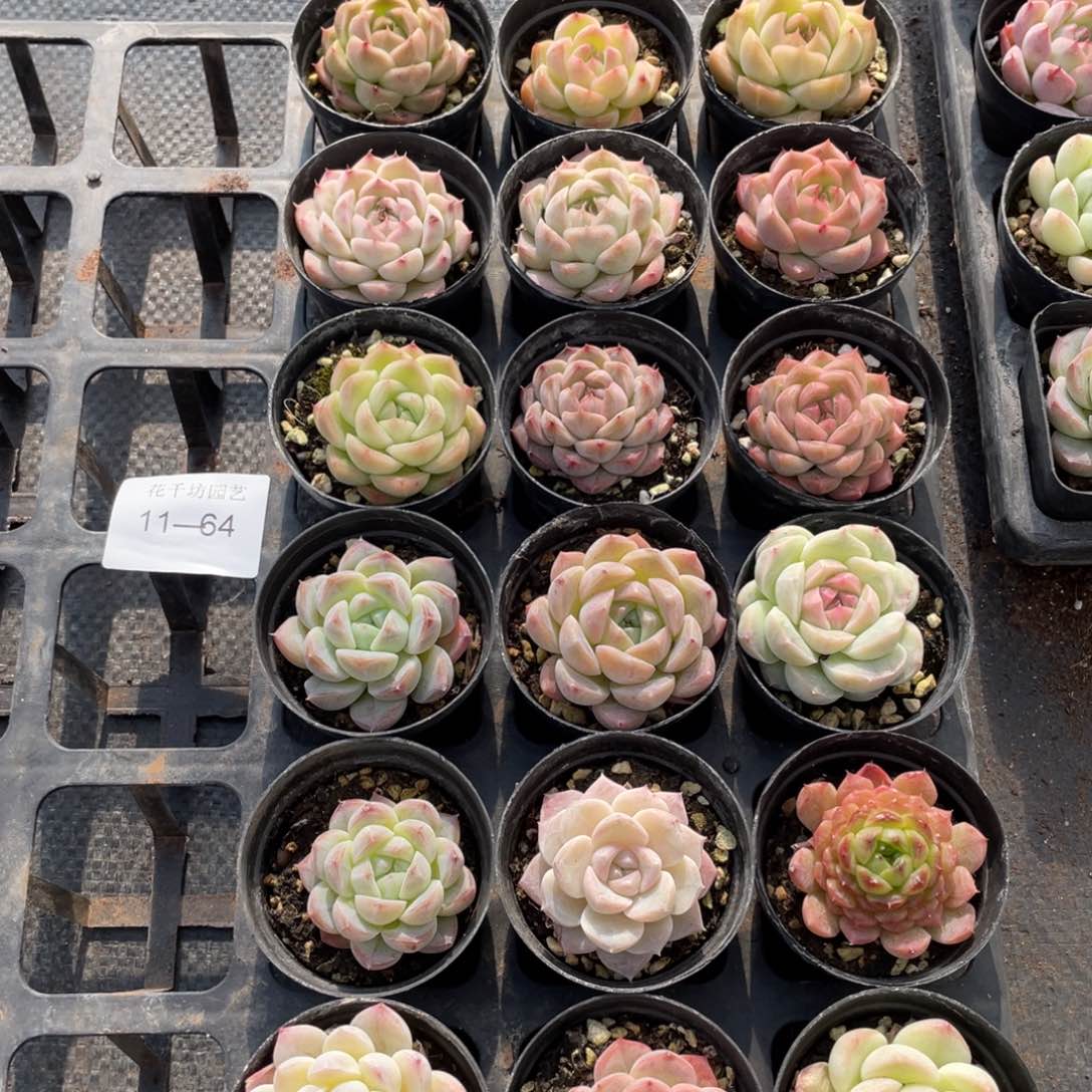 一物一拍18棵11-64