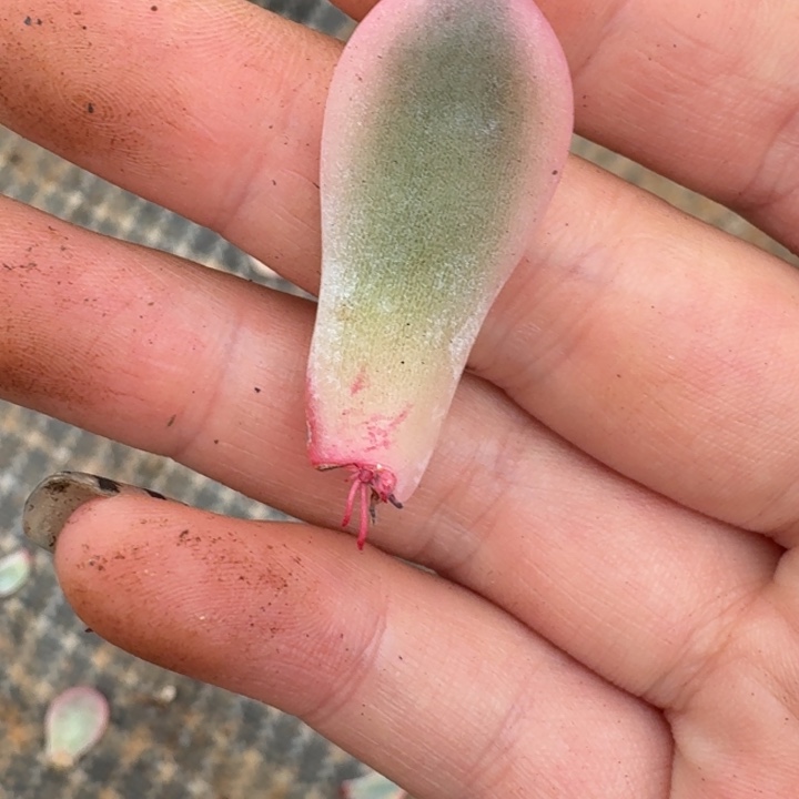 奶茶叶片一物一拍