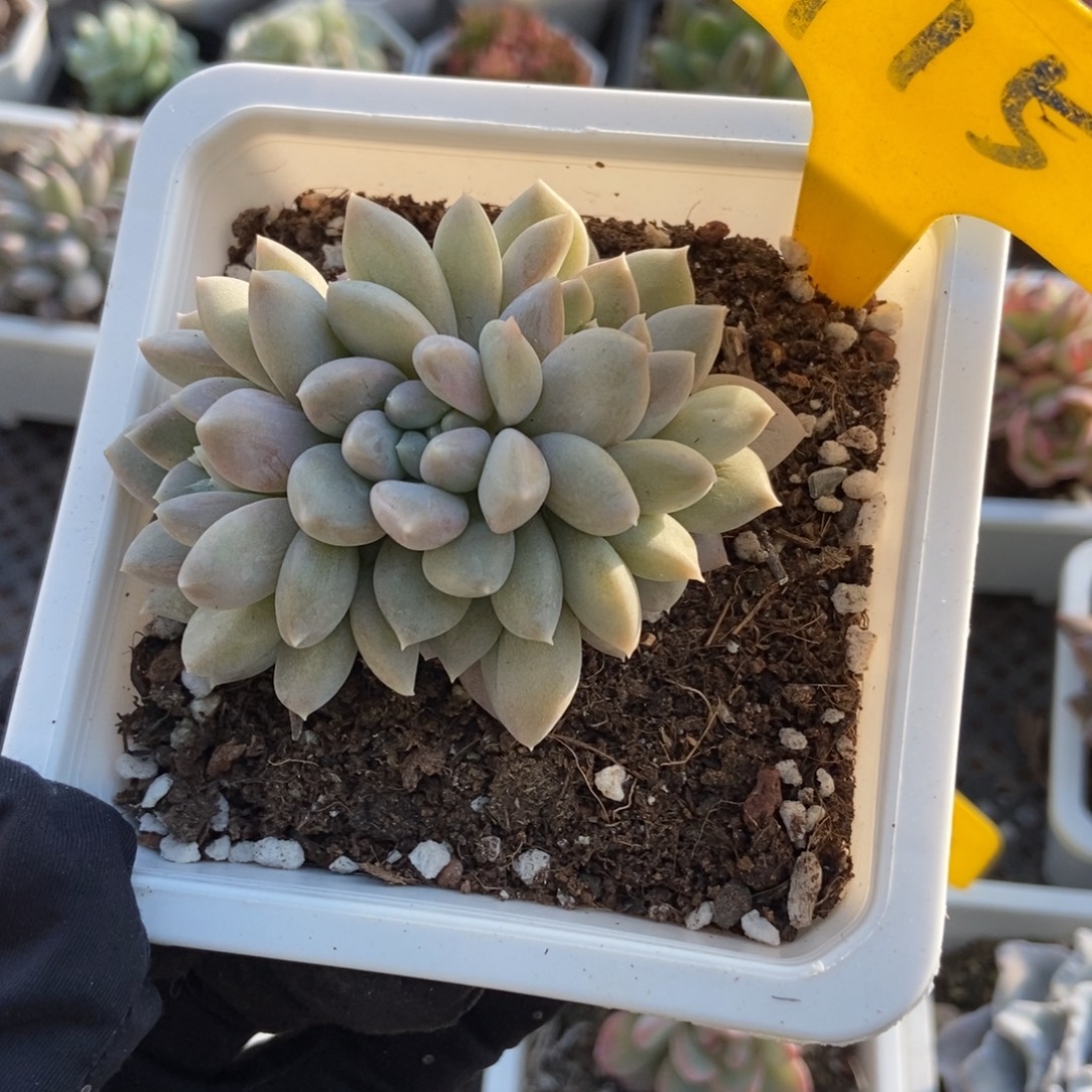 715奶糖多肉植物多肉