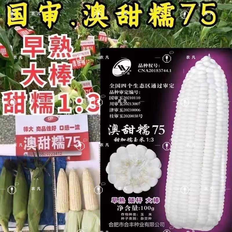 澳甜糯75甜加糯玉米种子矮杆早熟大棒【四大区通过国审】