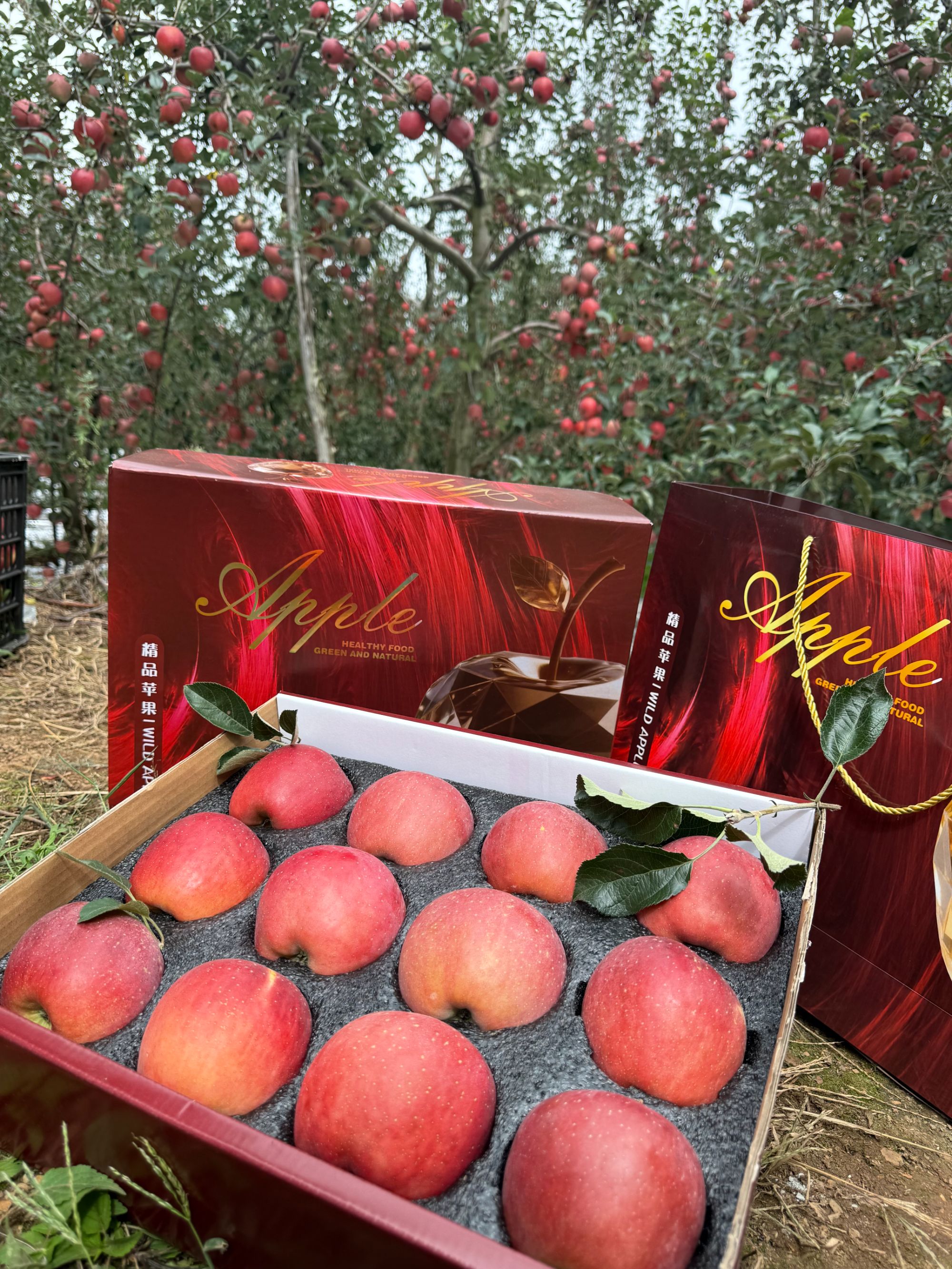 礼盒装-云南昭通正宗冰糖心丑苹果新鲜现摘脆甜多汁营养水果