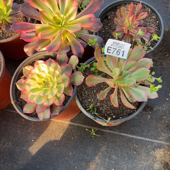 多肉植物761不售后