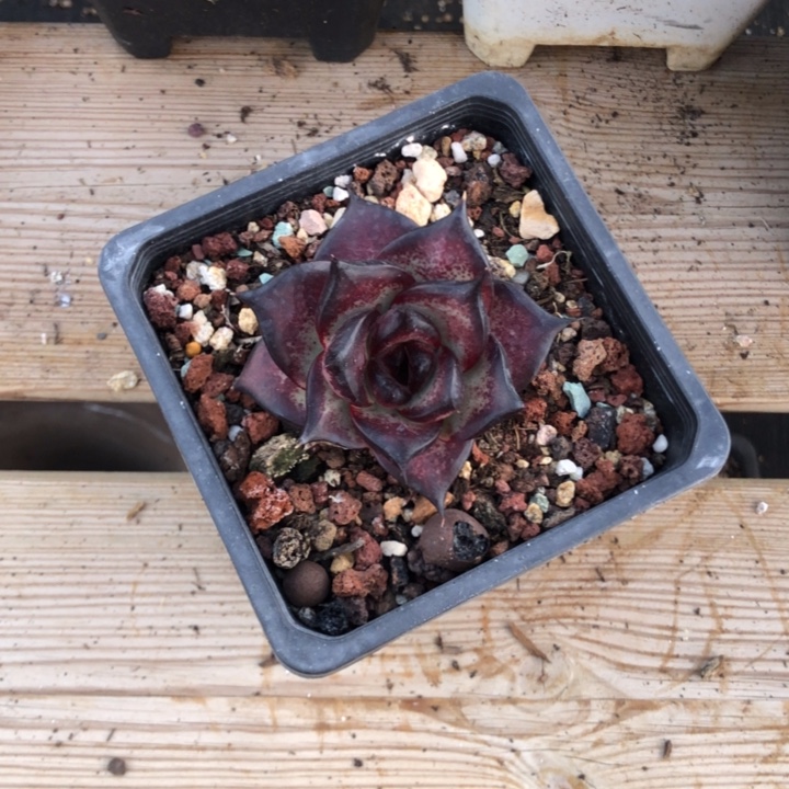 满背发色000000008