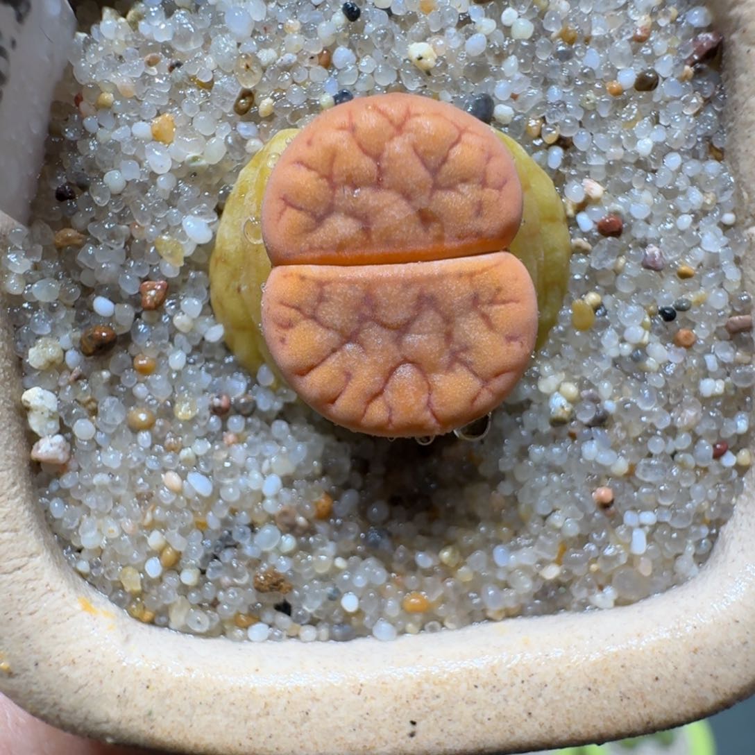 红陶蘑菇744拿铁