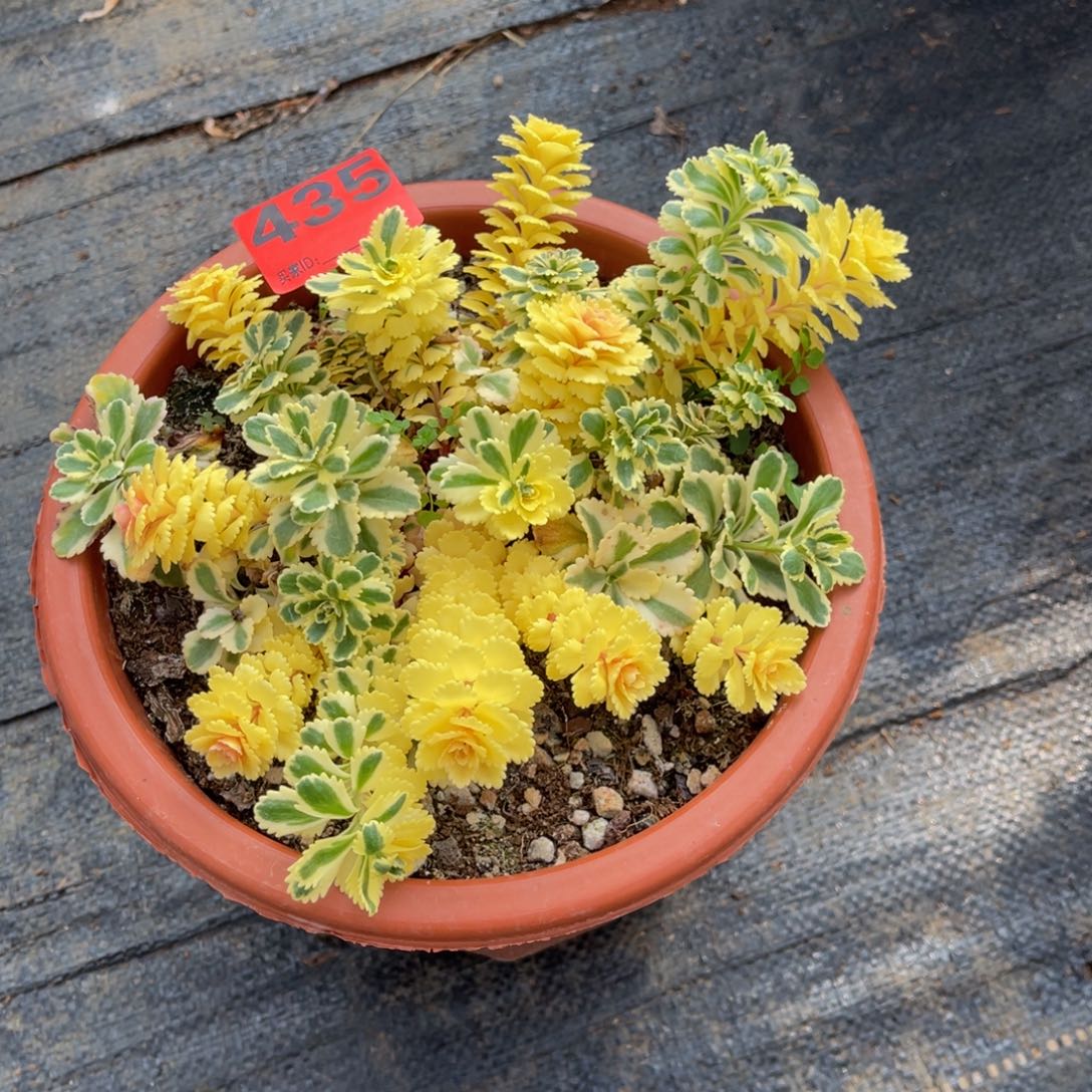 L***?435多肉法师亚特兰蒂斯