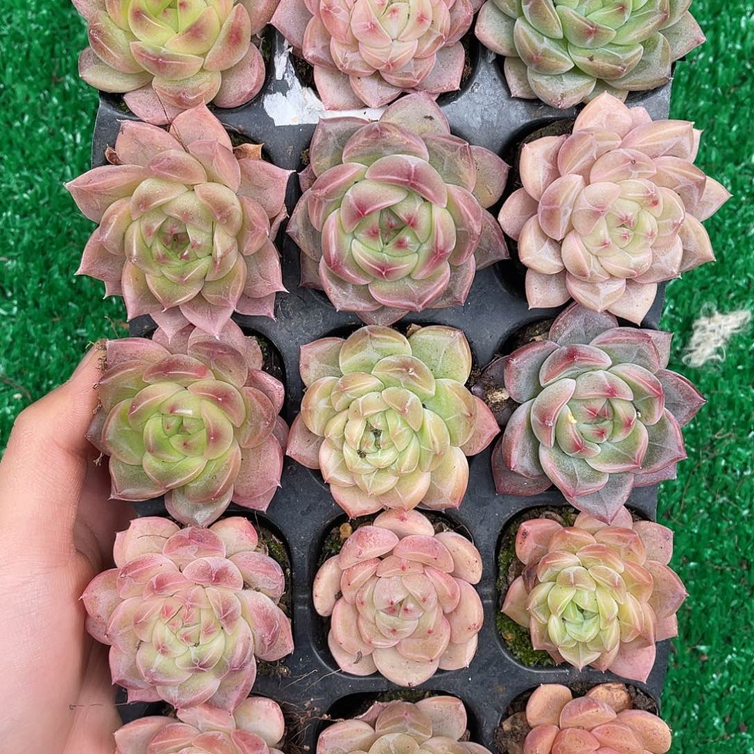 多肉一物一拍27-154