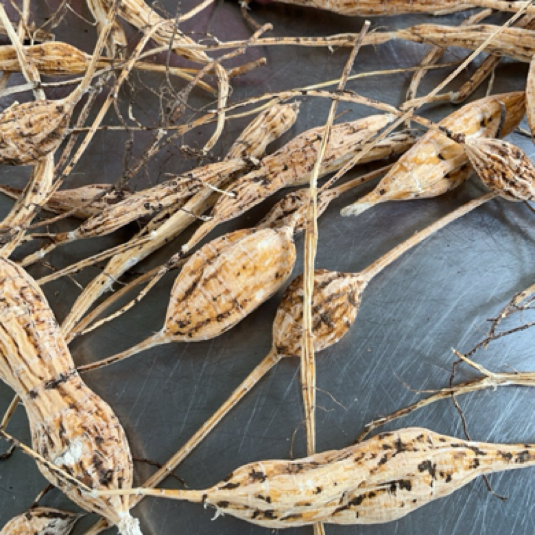 新鲜金钟根质甘甜薯香浓郁可煲汤，可泡酒