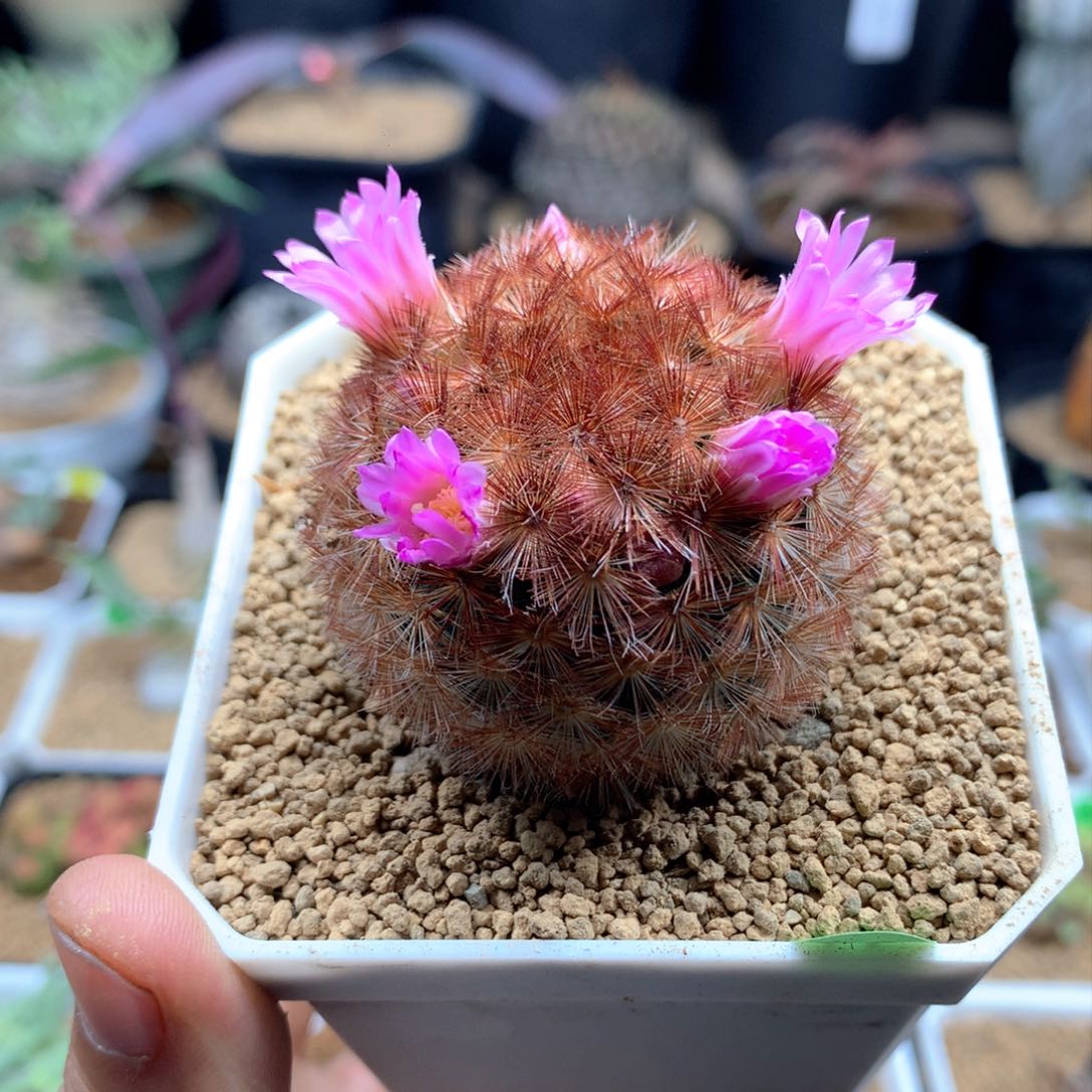 嘉文丸带盆发货多肉