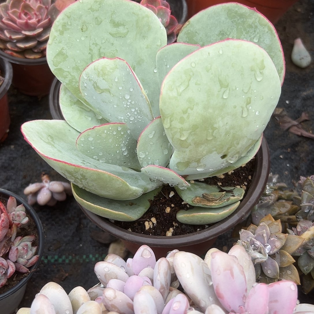 多肉植物正版白眉