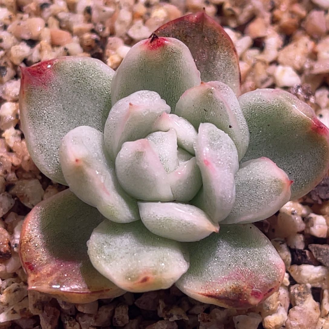 多肉特价优选卡门锦