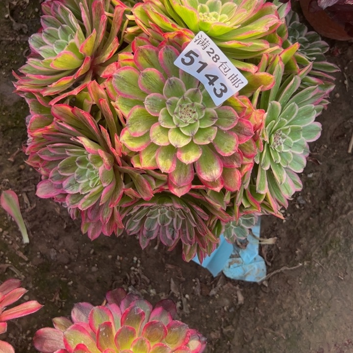 5143粉丝绒多肉植物