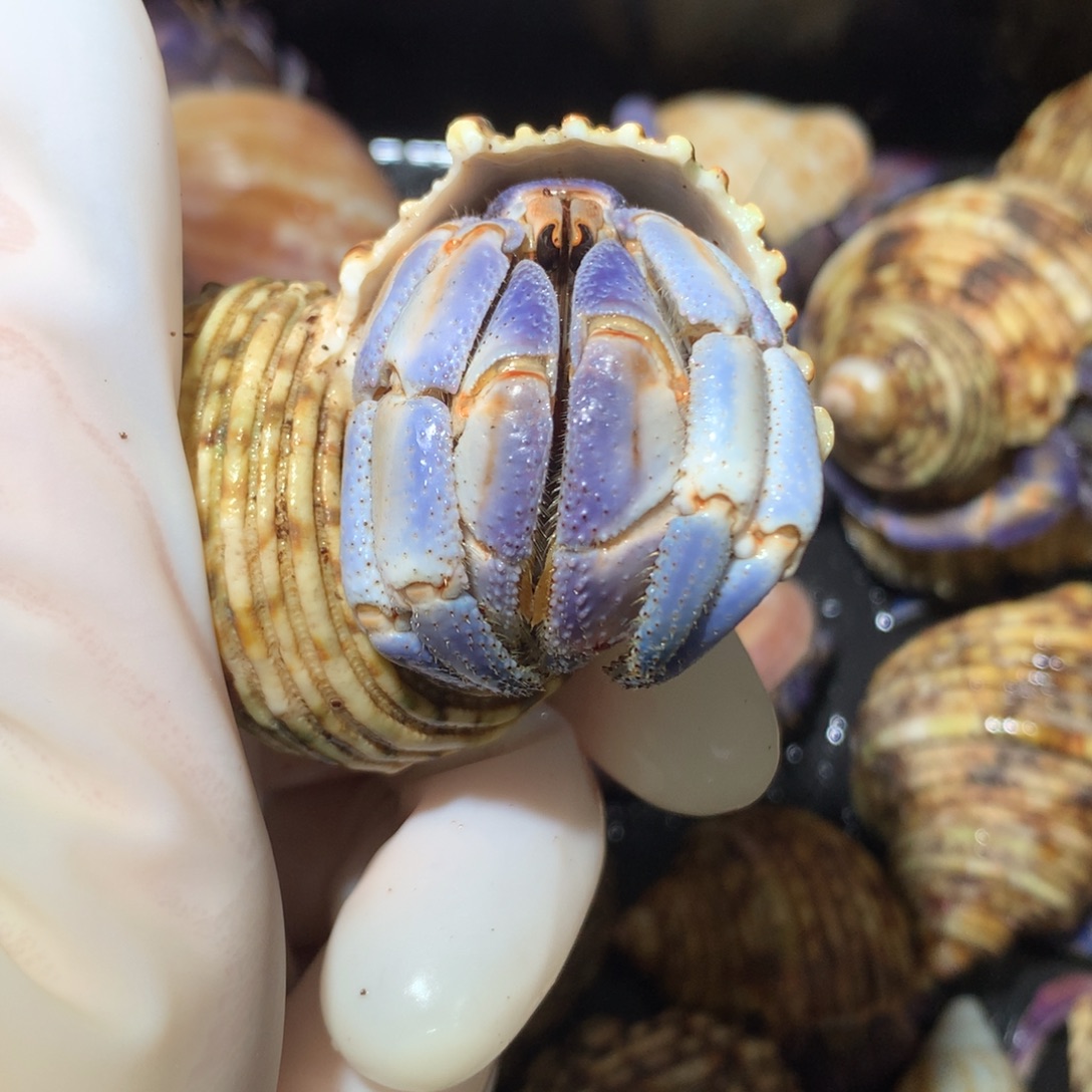 3.1雪地蓝天白云非常干净不退不换