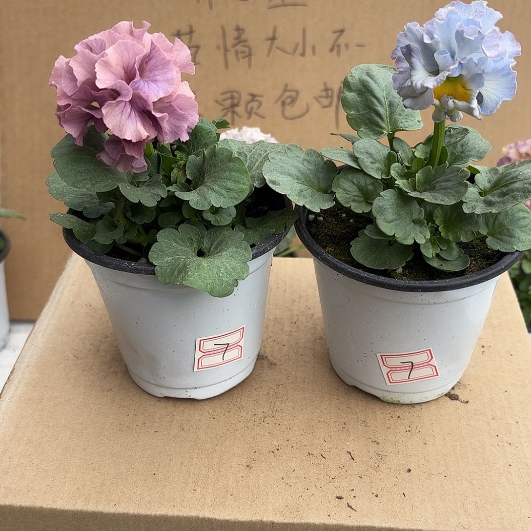 完全开放Aaaaaaaa7角堇