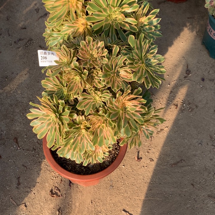 冰***啡205.206夕颜多肉植物特价