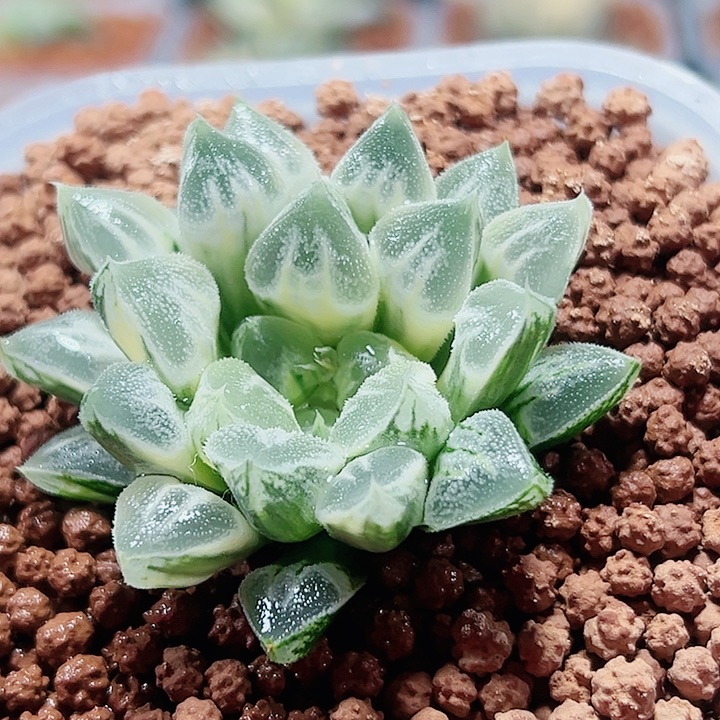 十二卷多肉糊斑爱心