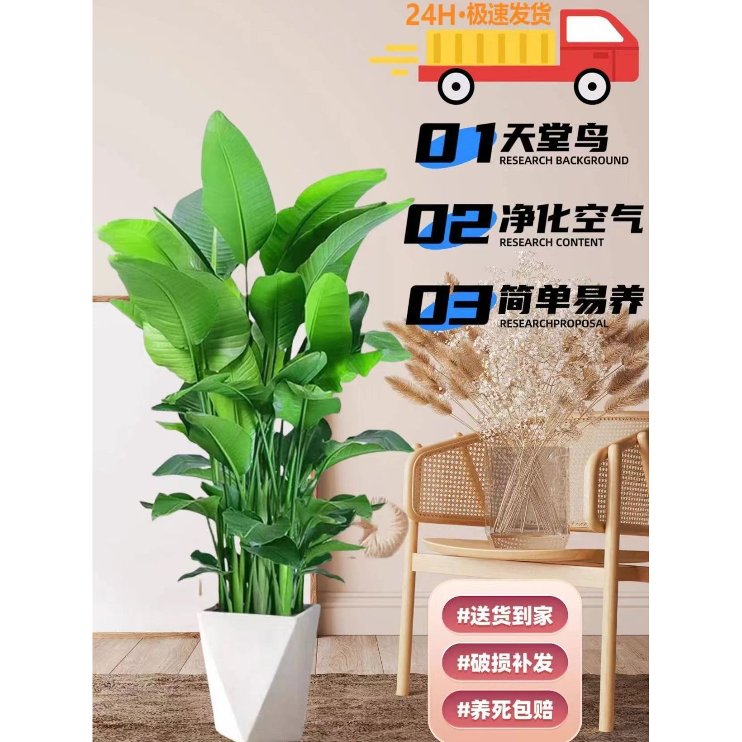 天堂鸟盆栽绿植大型室内客厅花卉大叶植物办公室好养活四季鹤望兰