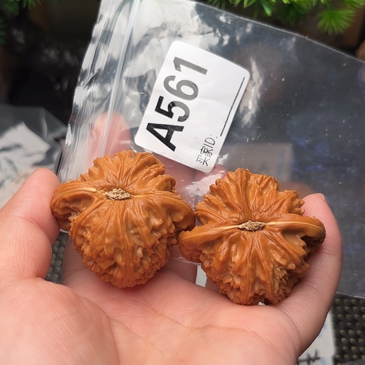 桃核把件核桃白狮子45