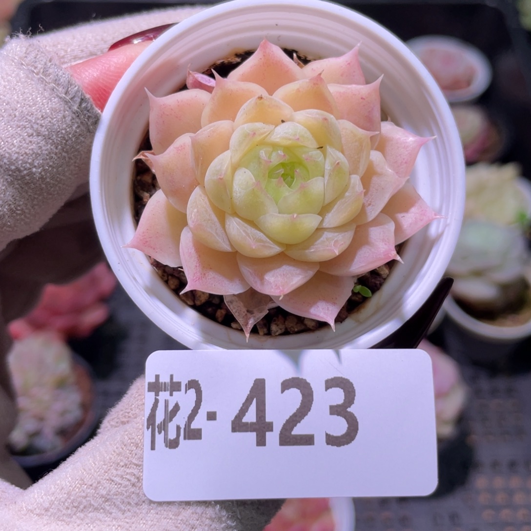 花利美2-423麦秆单头