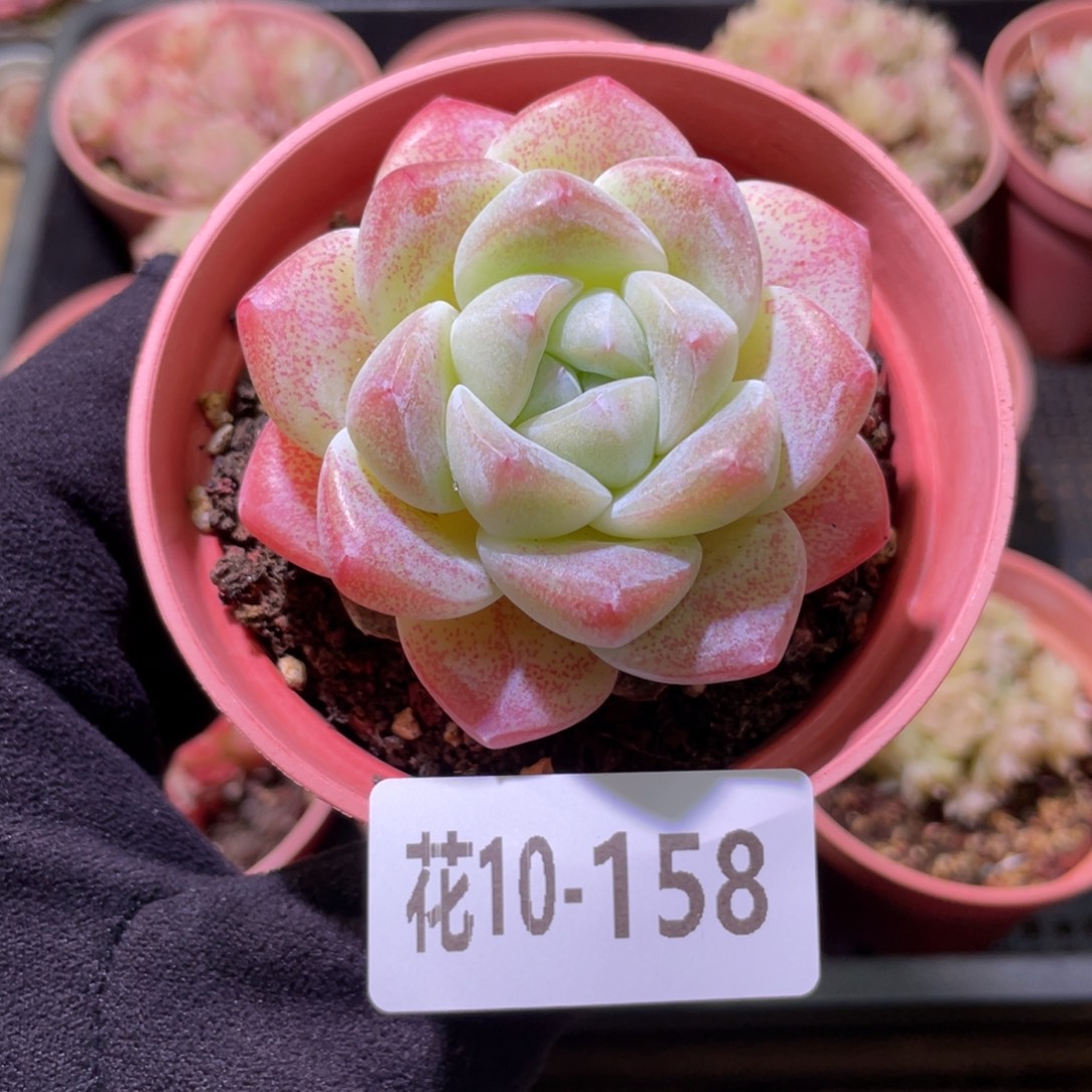 花利美10-158冰玉