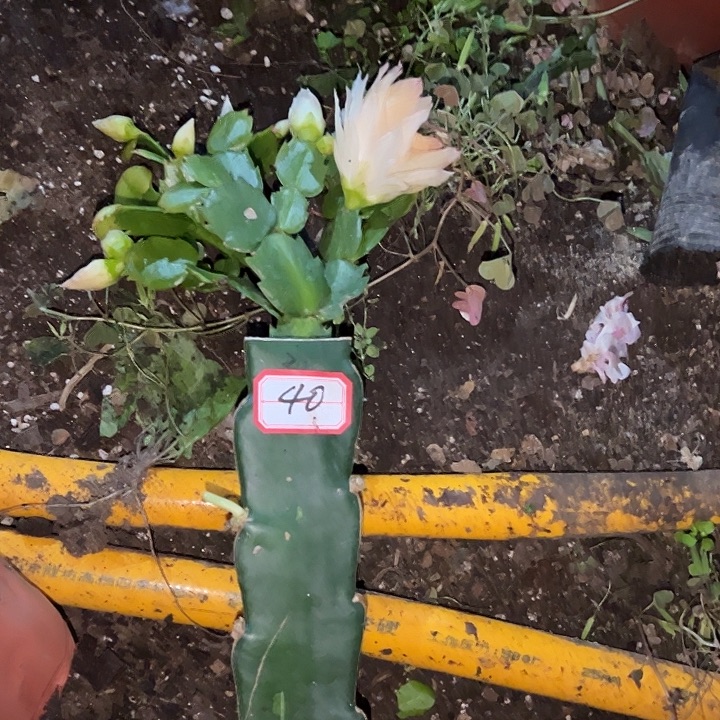 青***吟，40号带盆031嫁接苗