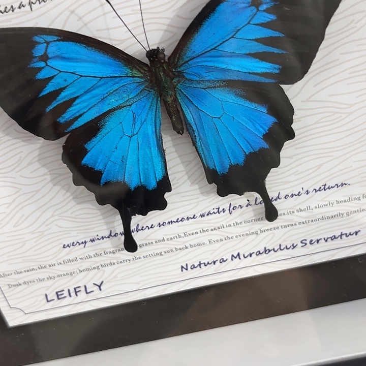 5***天蝴蝶标本定制222@