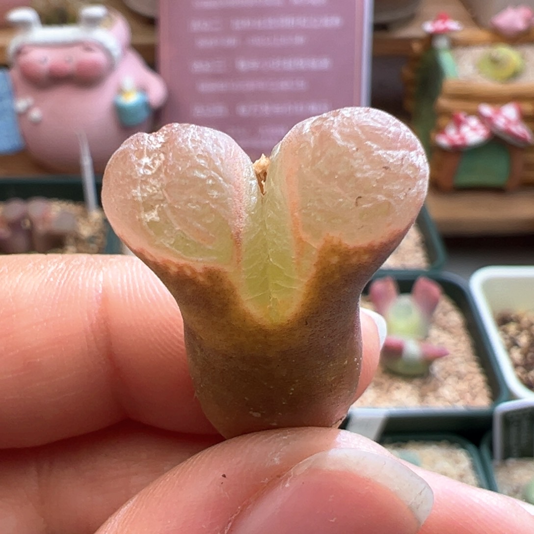 178。青蛙优选1089鲑鱼粉。内双头 多肉