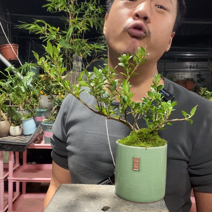 以实际为准盆景绿植盆栽74