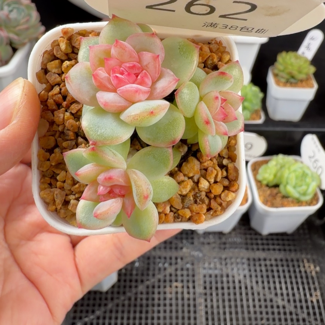 绯红珍妮三头群262号