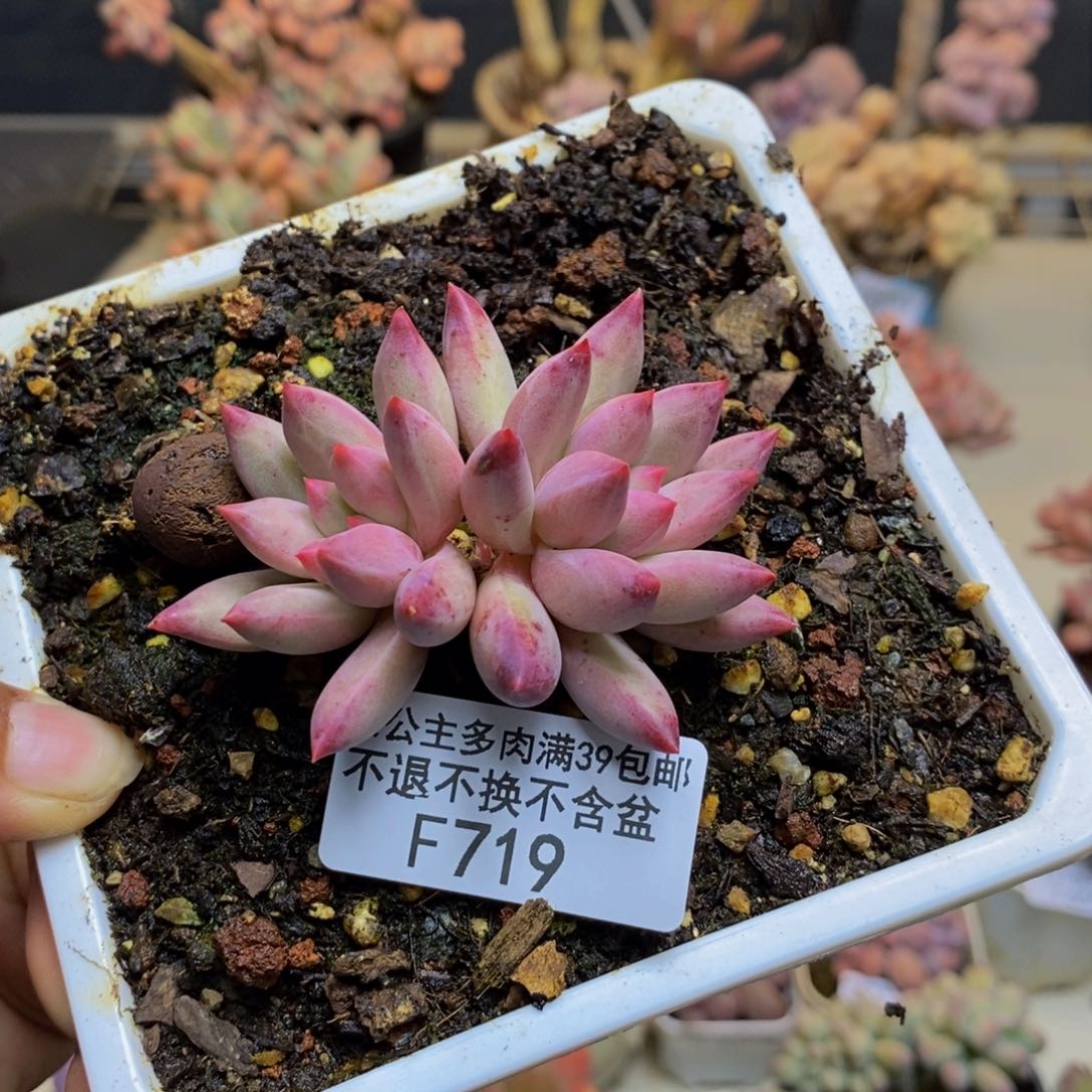 719金鱼姬多肉5cm