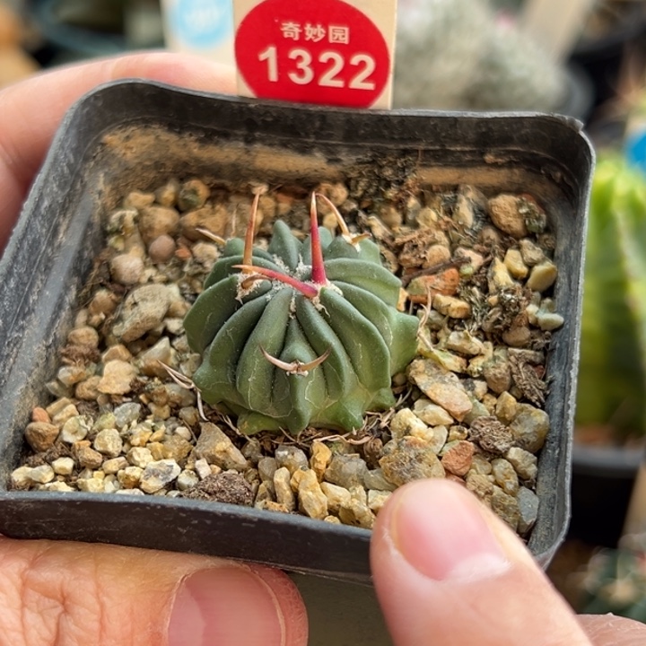 实生豪刺龙剑丸一棵