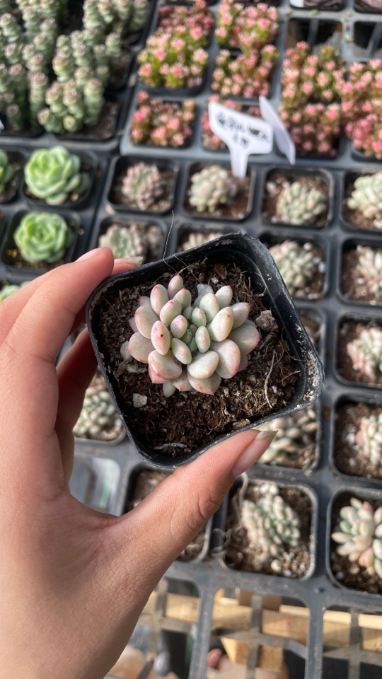 精品爱丽尔缀化多肉植物