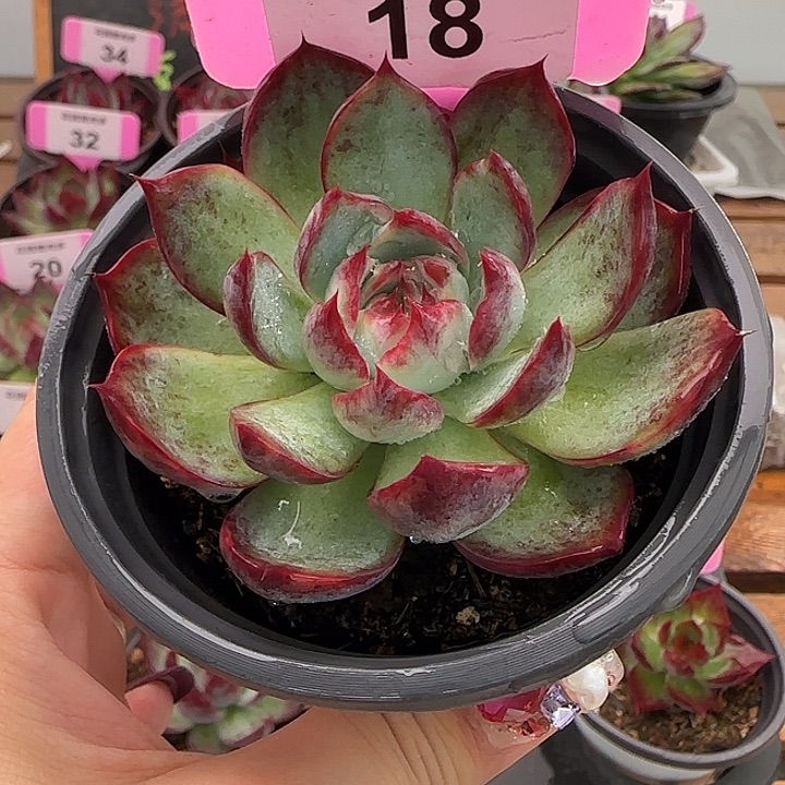 18 惊鸿仙子多肉植物