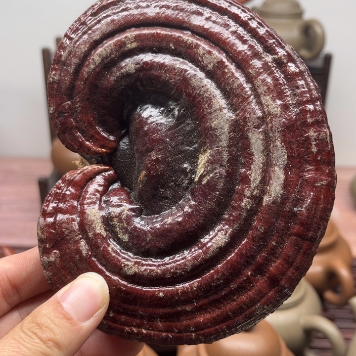 紫砂茶壶泰山野生赤灵芝