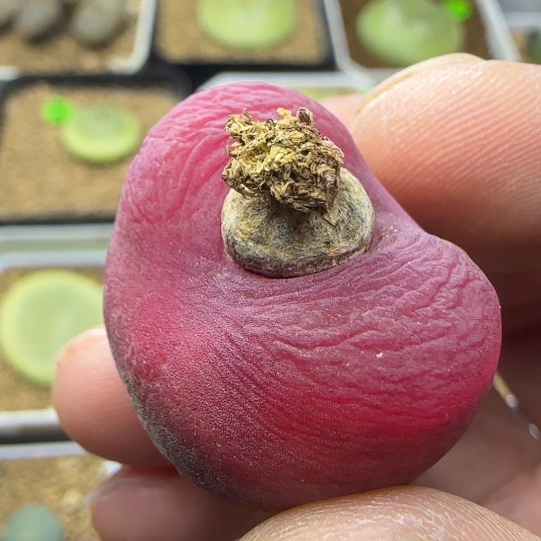 丝绒漂亮多肉植物311