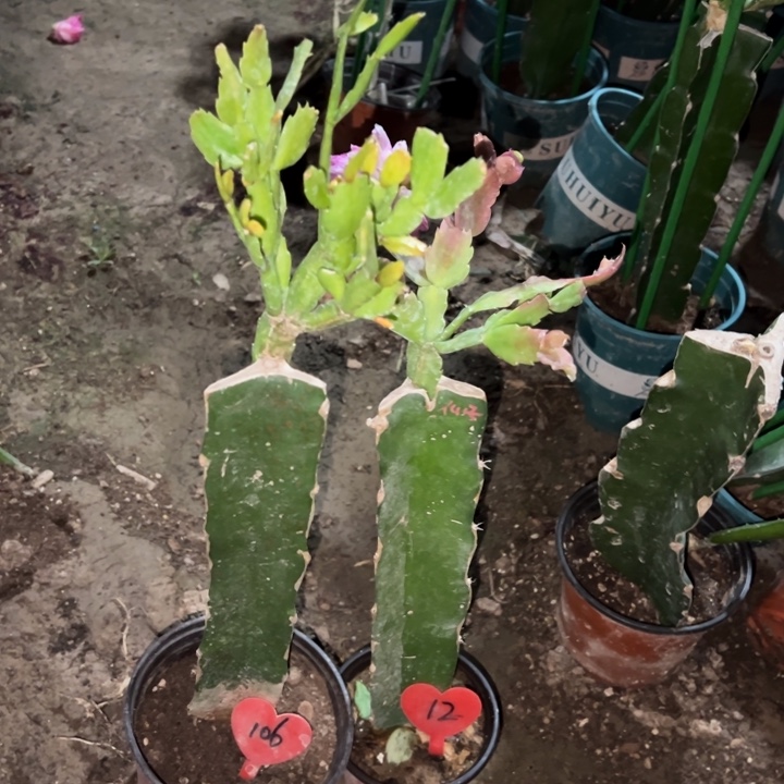 欣***园当前无花栽培后可以开花2228瑕疵106  荷花仙子12