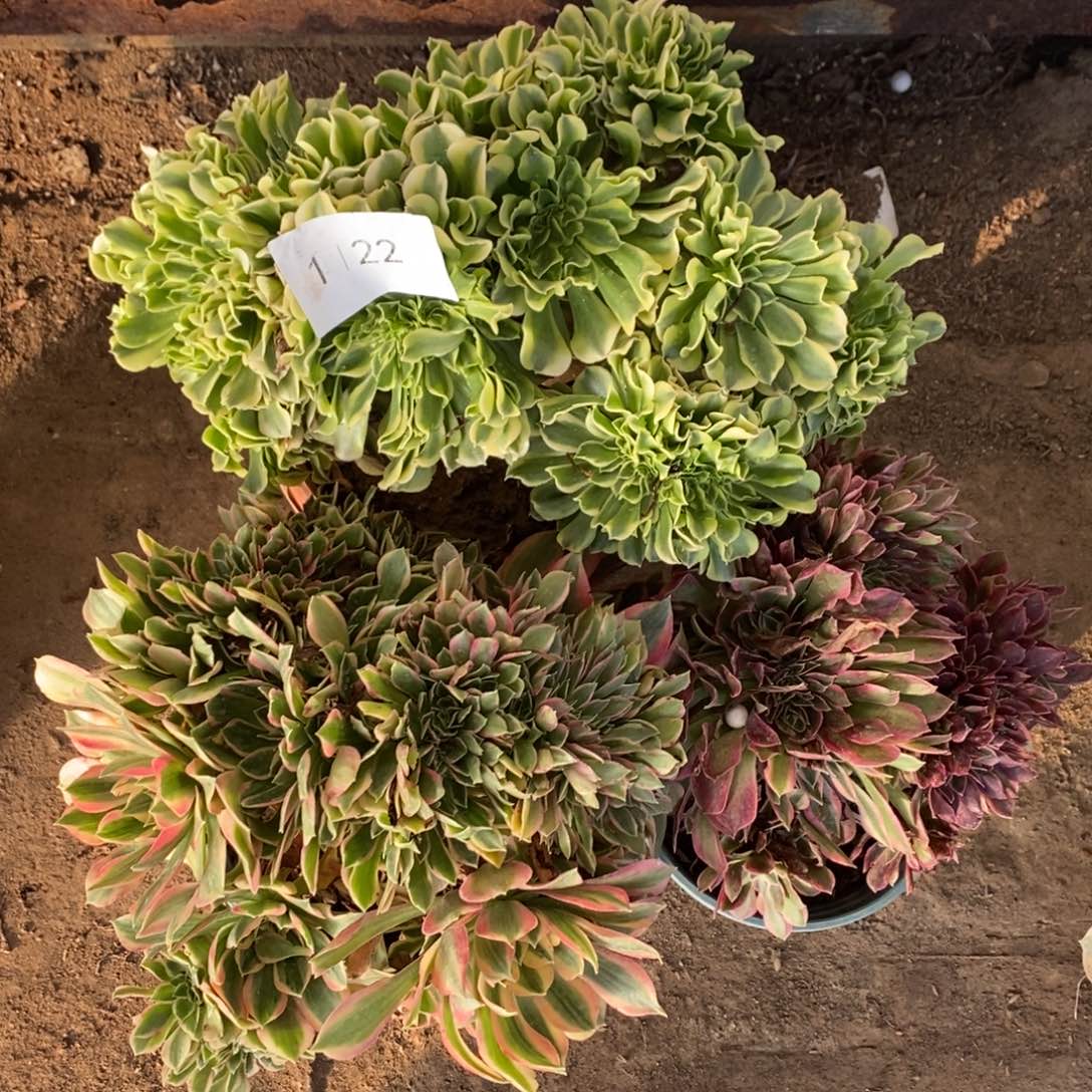 不开花植物1122号绿豆皮组合多肉1颗