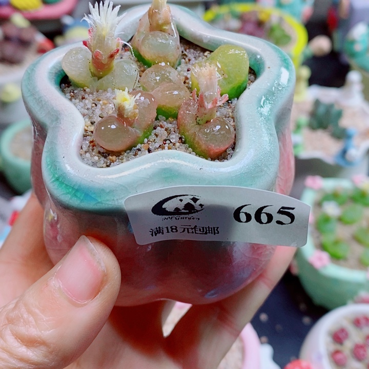 生石花花花花花花花665